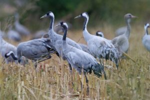 Kraniche 